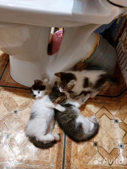 Котята в добрые руки бесплатно
