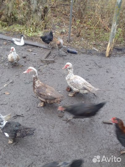 Мускусные утки