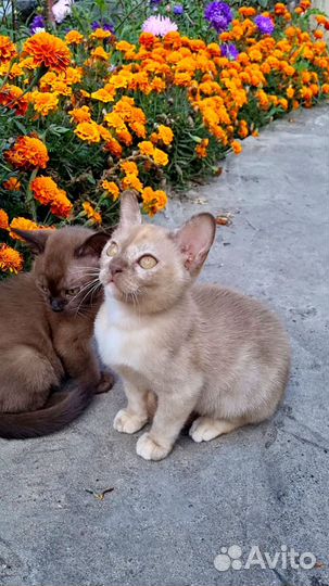 Бурманская девочка