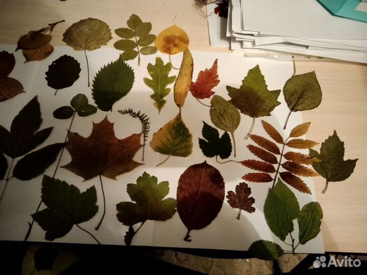 Гербарий школьный ок.Радуга парка