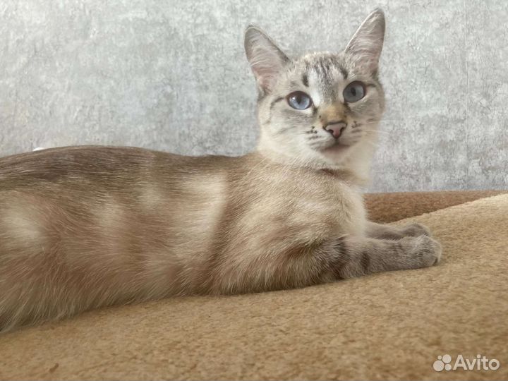 Кошка для вязки