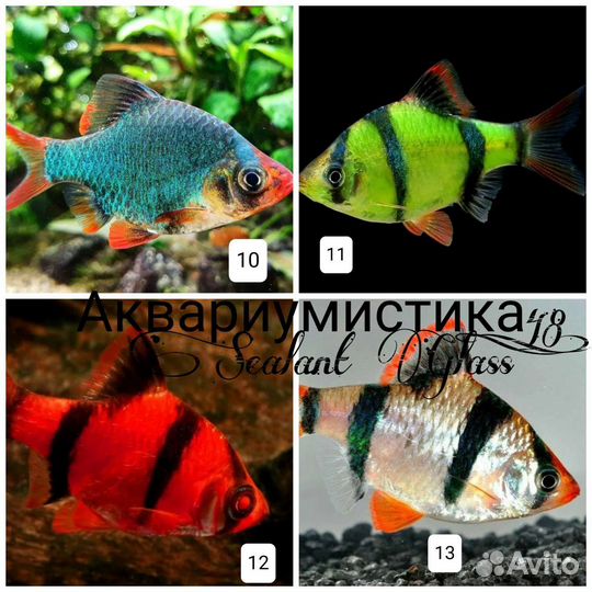 Аквариумные рыбки