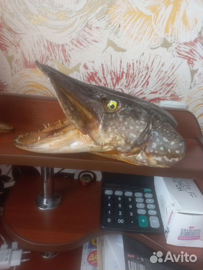 Чучело головы щуки