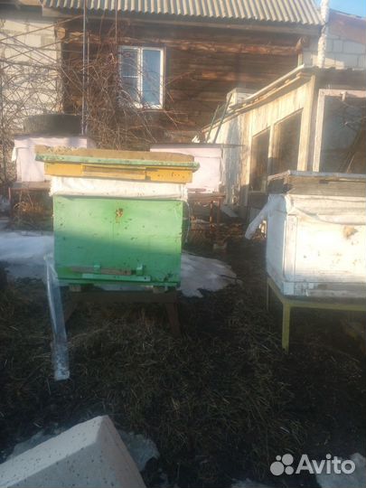 Пчелосемьи