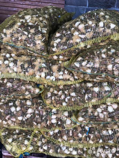 Луковицы тюльпанов