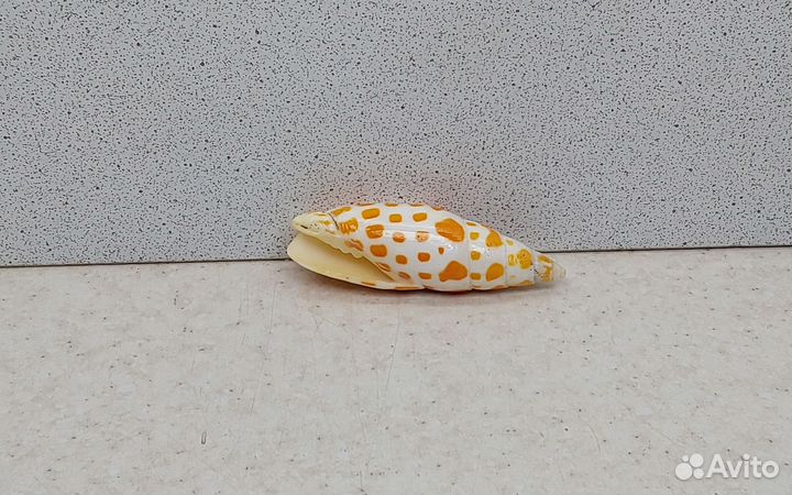 Митра Митра 6,3 морская ракушка раковина