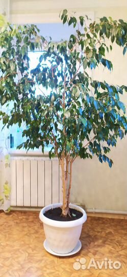 Фикус бенджамина