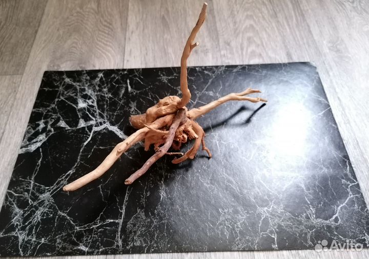 Корень мангры