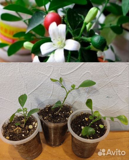 Мурайя метельчатая