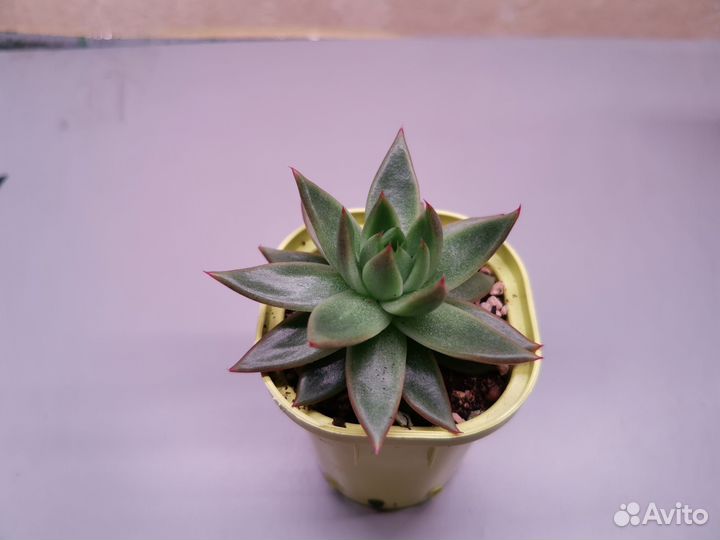 Суккуленты