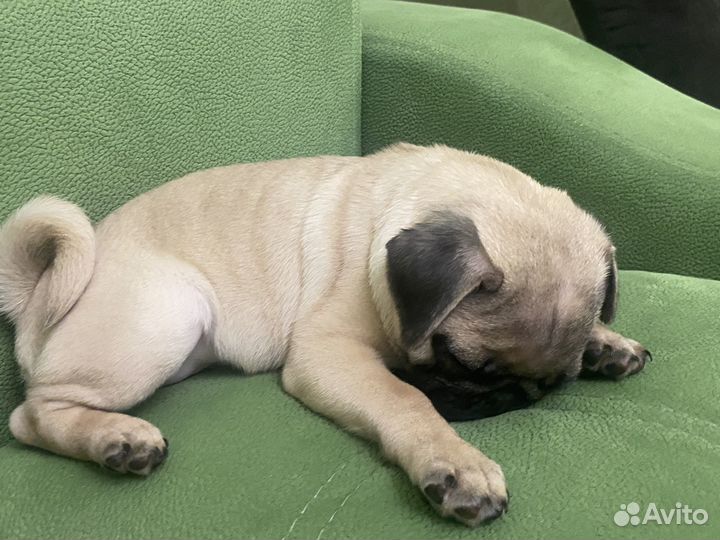 Девчонка мопсик