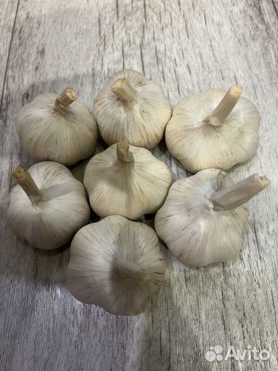 Чеснок яровой для посадки