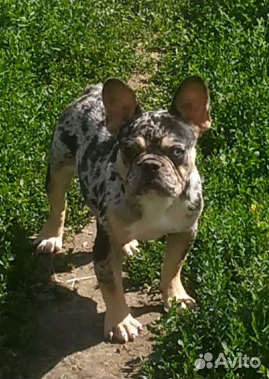 Орхидея девочка 2 года