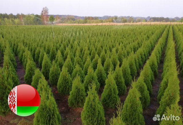 Туи из питомника