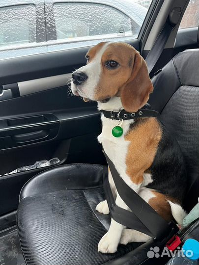 Щенки Бигль