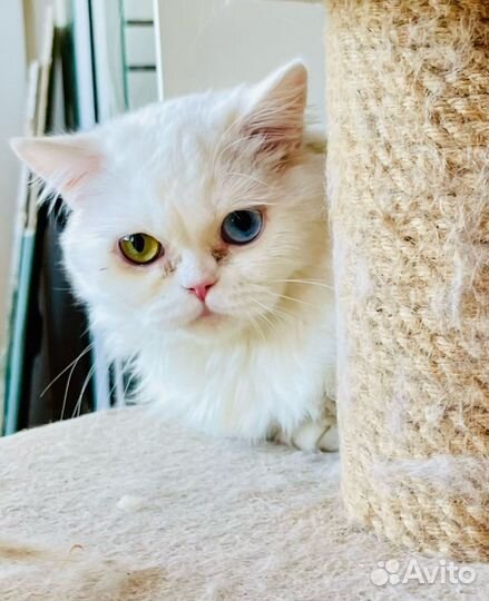 Кошка с разными глазами