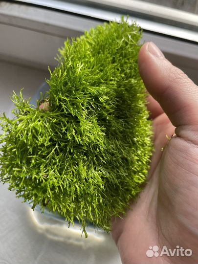 Риччия (Аквариумное растение)