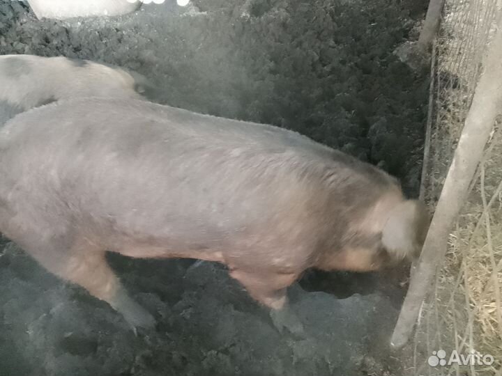 Хряк в аренду на продажу или обмен