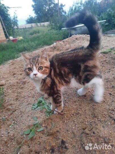 Шотландские котята