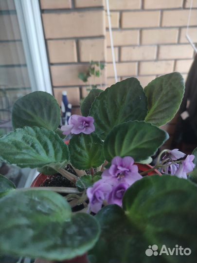 Фиалка в горшках