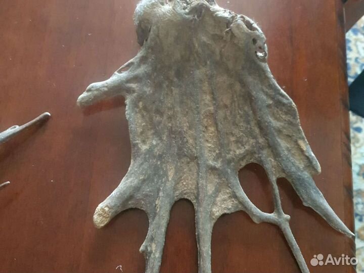 Растения со дна океанов