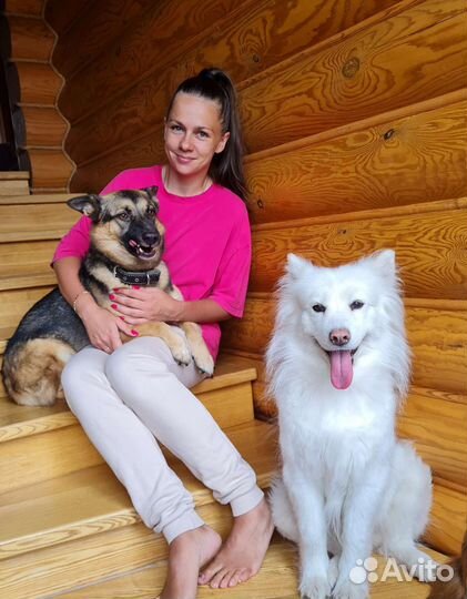 Передержка собак