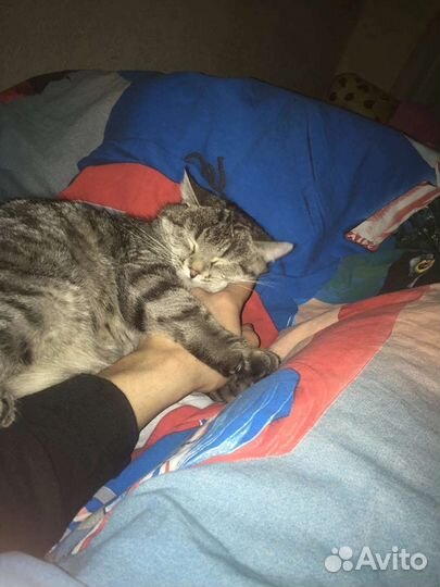 Отдам кошку в добрые руки