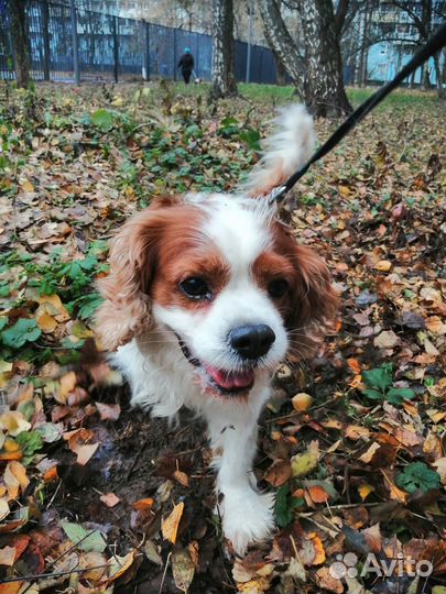 Передержка собак/кошек, выгул, зооняня