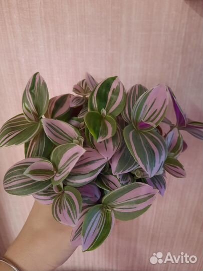 Редкая сортовая Розовая Традесканция