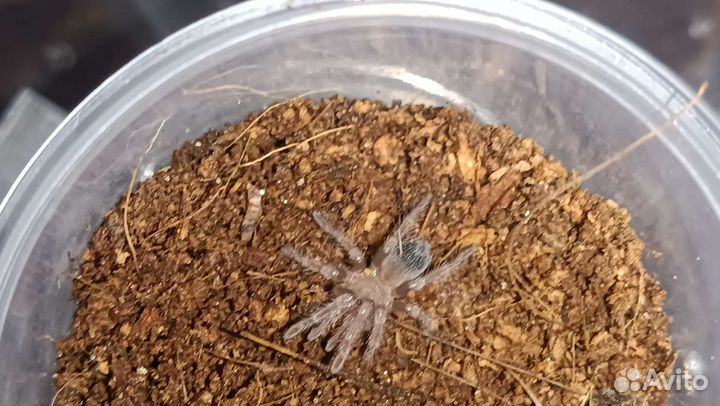 Паук птицеед