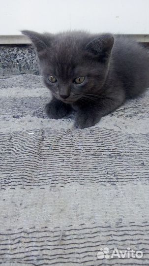 Отдам бесплатно котика