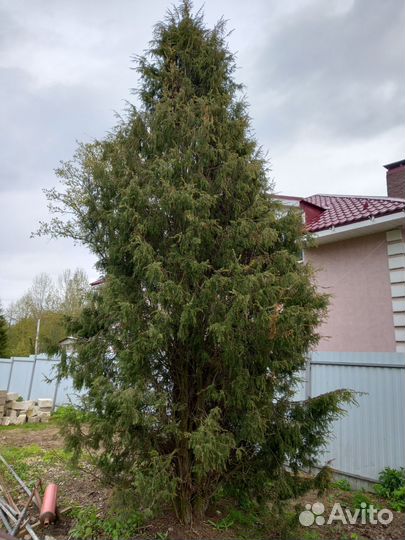 Можжевельник