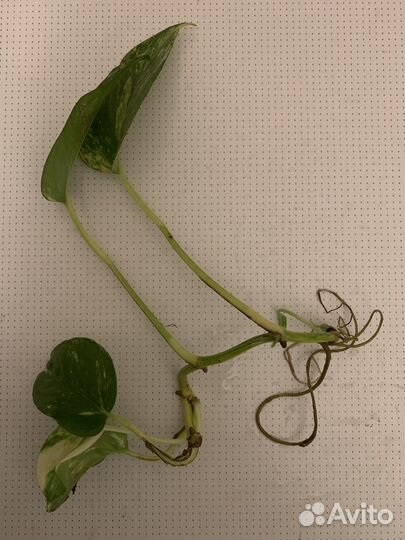 Сциндапсус