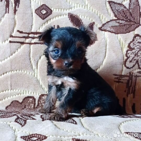 Йоркширский терьер