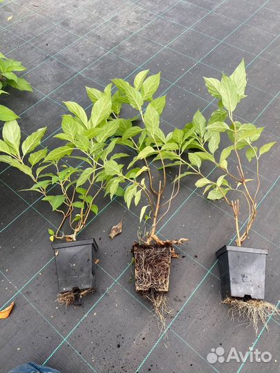 Ива триколор