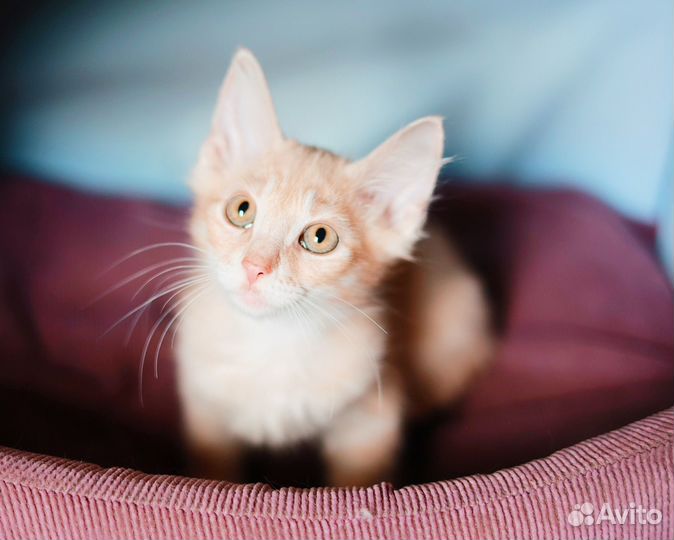 Необычный ушастик рыжик котёнок мальчик 3 мес