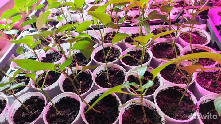 Рассада перца сладкого и горького