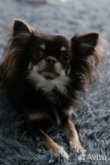 Вязка чихуахуа - кобель