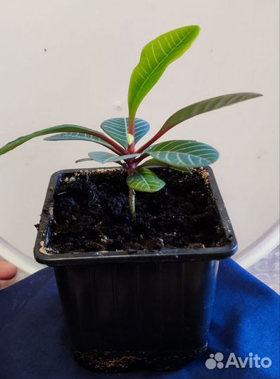 Молочай гребенчатый