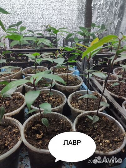 Лавровый лист саженцы