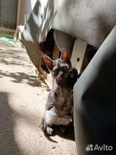 Котенок в добрые руки