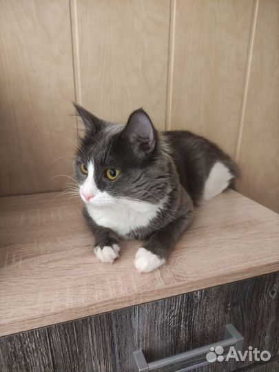 Отдам кота в добрые руки