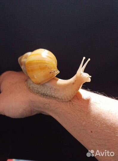 Улитки ахатины