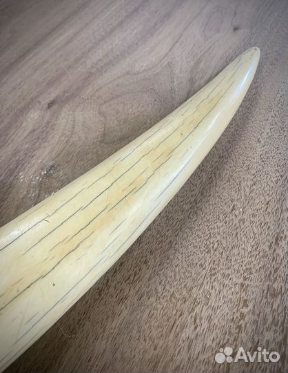 Мамонт бивень