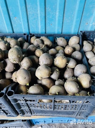 Семена картошки