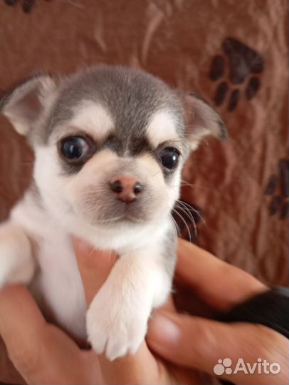 Уникальный окрас - маленький хаски-чихуахуа