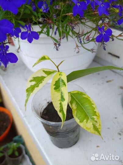 Комнатные растения цветы