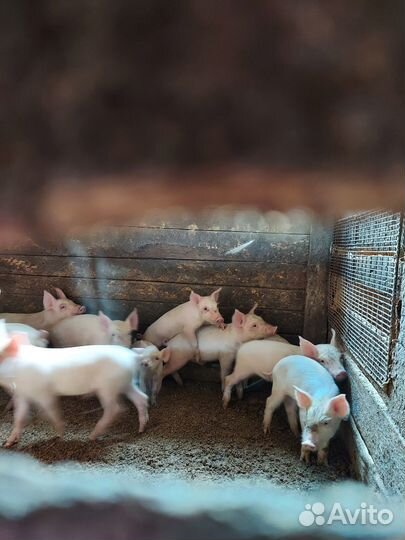 Продам поросят