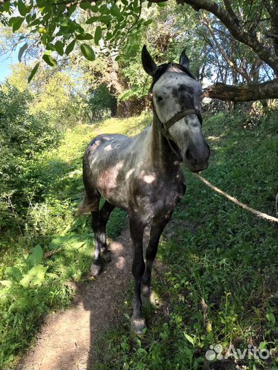 Продаю Мерин