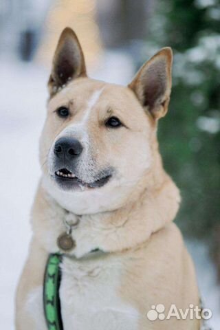 Собака Рик в дар бесплатно